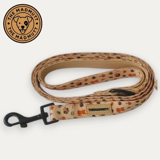 Correa Little Fox 🦊