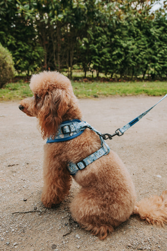 Correa Polar Vibes ❄️💙