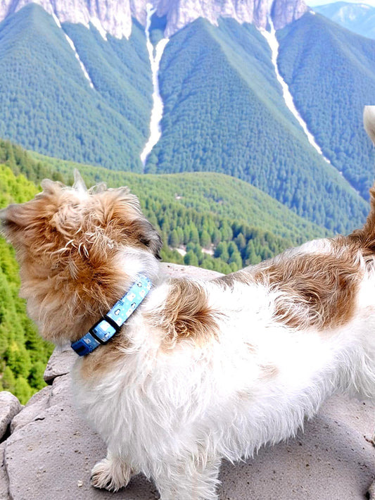Collar Polar Vibes ❄️💙