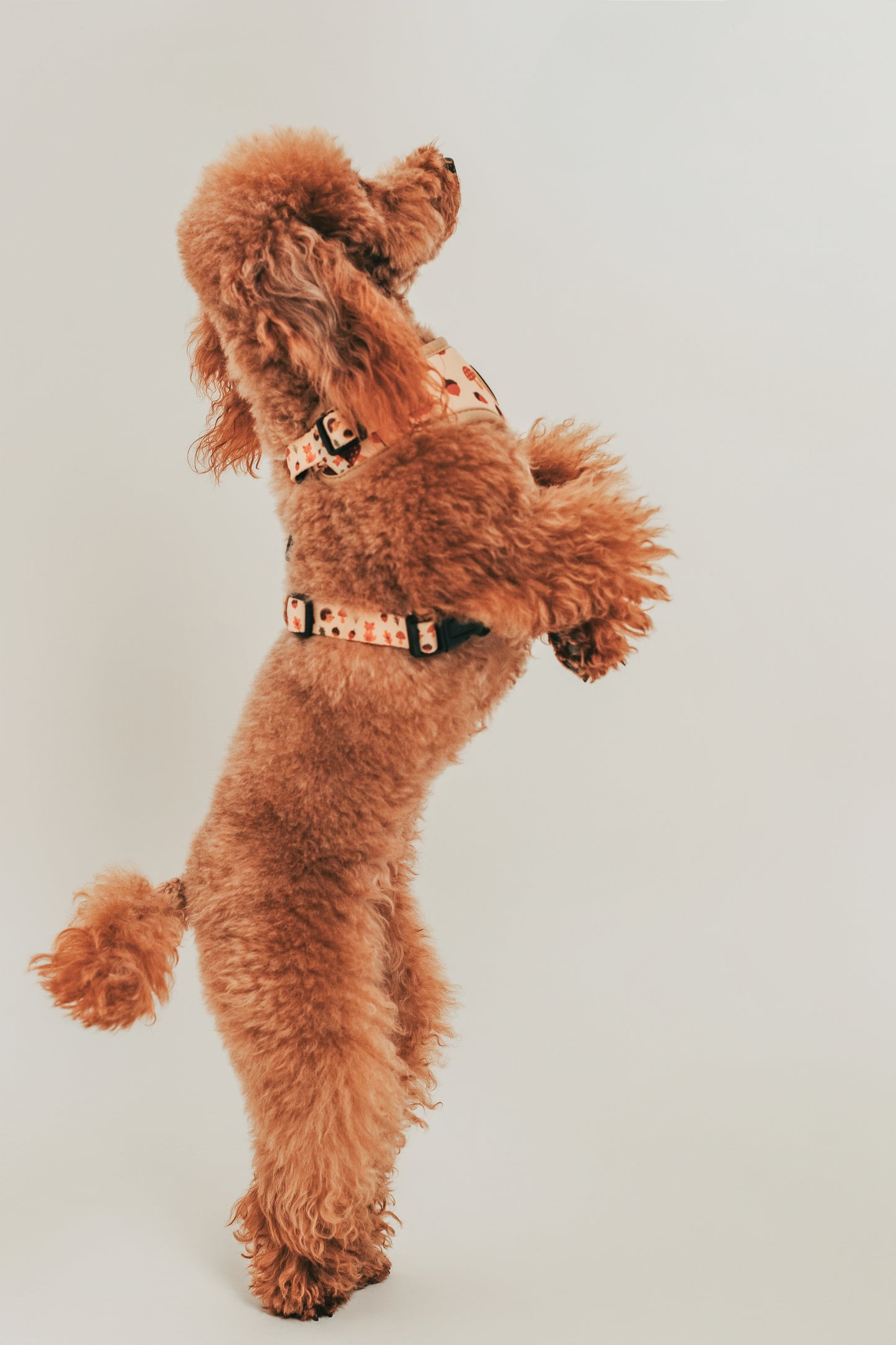 Arnés ajustable Little Fox 🦊