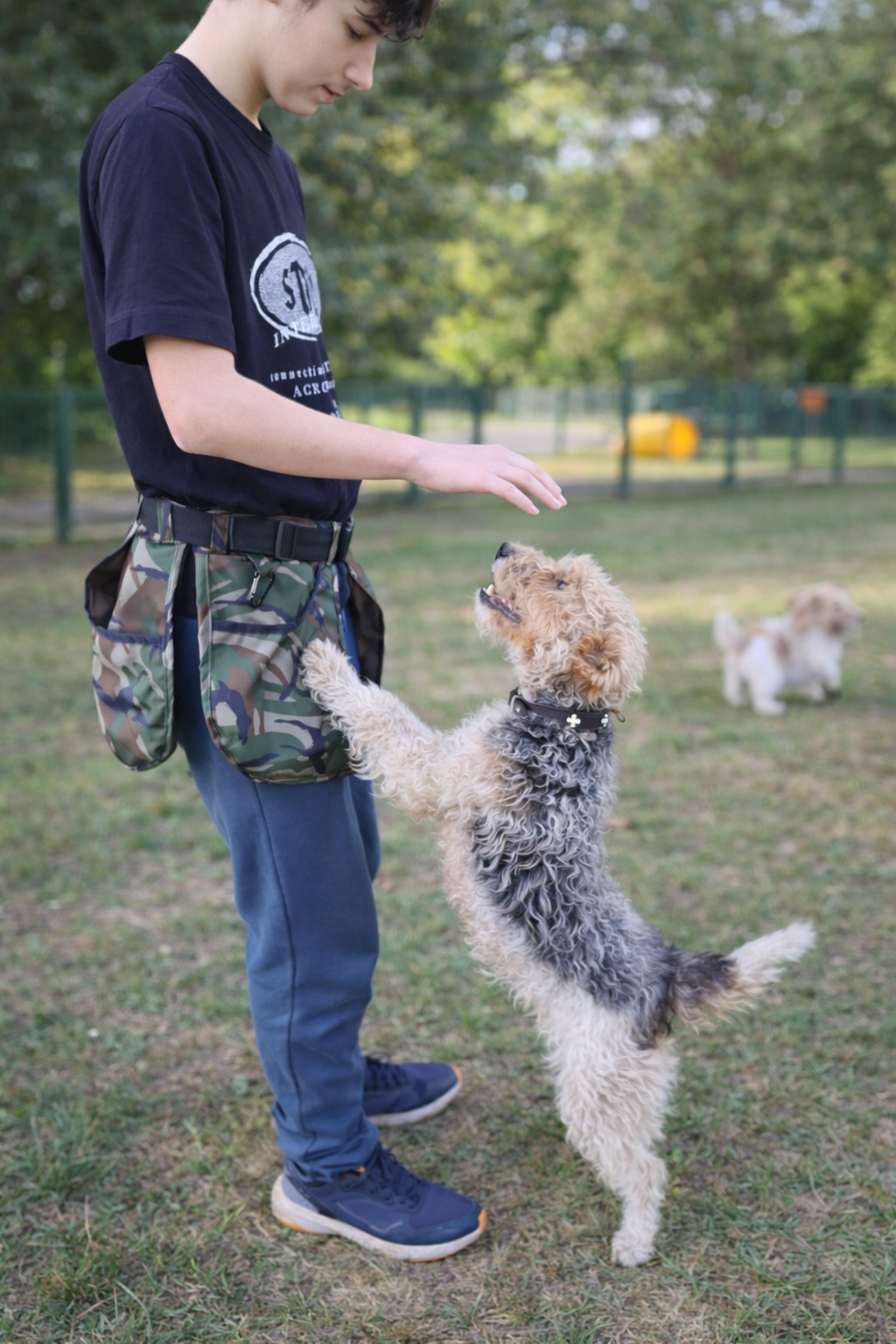 Cinturón de Adiestramiento Canino