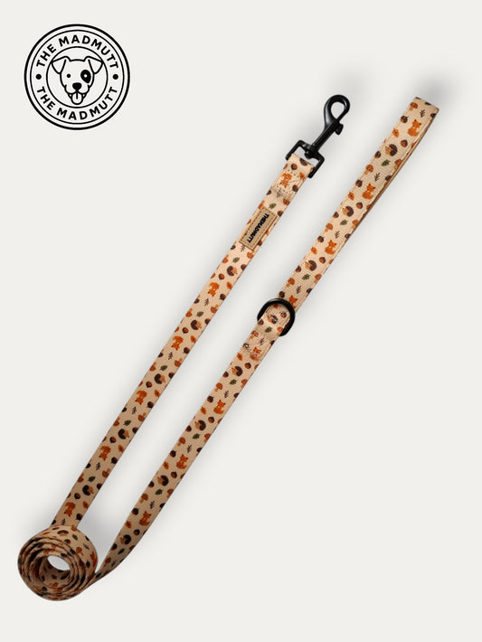 Correa Little Fox 🦊